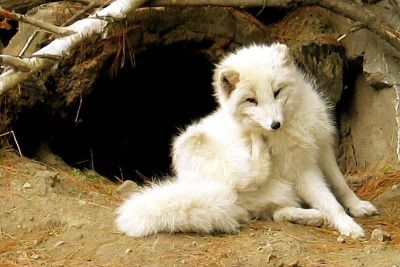 800px-Arctic-fox